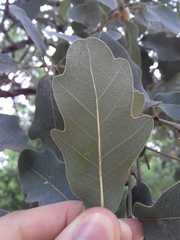 Quercus laceyi