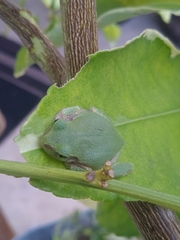 Hyla