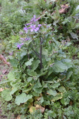 Orychophragmus violaceus