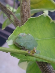 Hyla
