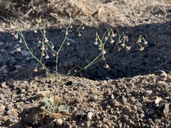 Eriogonum nutans glabratum