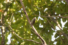Picumnus innominatus