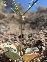Eriogonum nutans glabratum