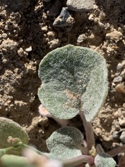 Eriogonum nutans glabratum