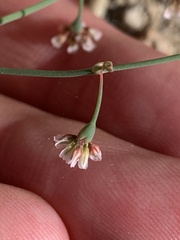 Eriogonum nutans glabratum