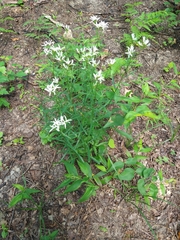 Sericocarpus linifolius