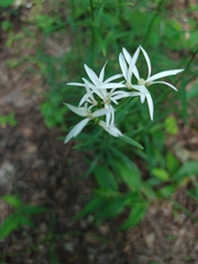 Sericocarpus linifolius
