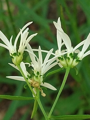 Sericocarpus linifolius