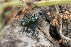 Strongylium auratum