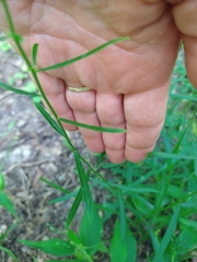 Sericocarpus linifolius