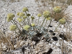 Eriogonum argophyllum