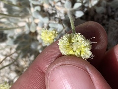 Eriogonum argophyllum
