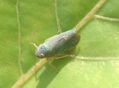 Cicadellidae