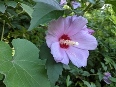 Hibiscus syriacus