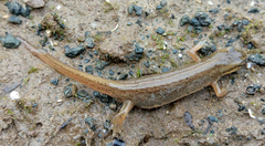 Lissotriton schmidtleri