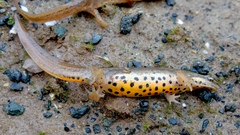 Lissotriton schmidtleri