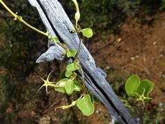 Ceropegia multiflora image