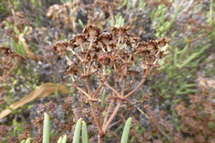Ruschia tumidula