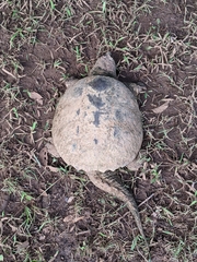 Chelydra serpentina