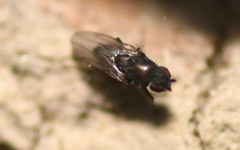 Leptocera