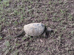 Chelydra serpentina