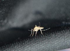 Aedes dorsalis