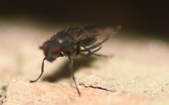 Leptocera