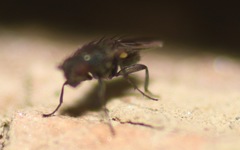 Leptocera
