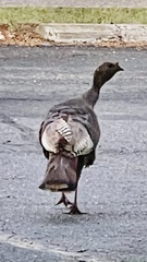 Meleagris gallopavo