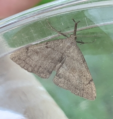 Phalaenostola metonalis