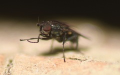 Leptocera