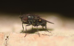 Leptocera