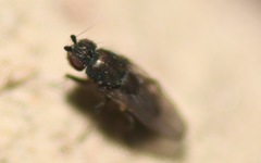Leptocera