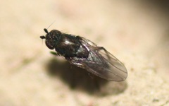 Leptocera
