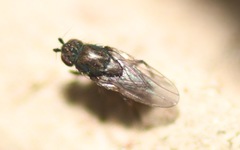 Leptocera