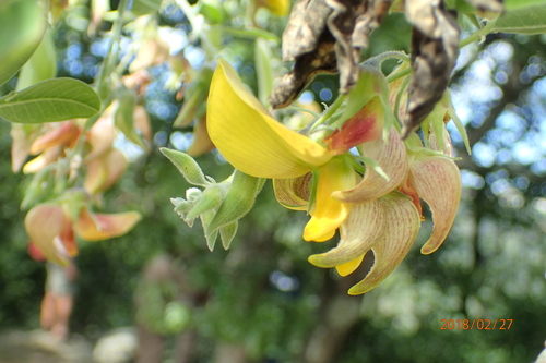 Image of Crotalaria capensis by no rights reserved