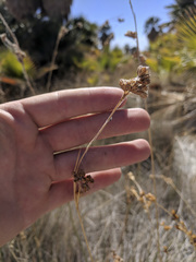 Juncus cooperi