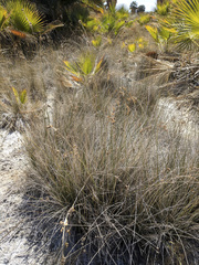 Juncus cooperi