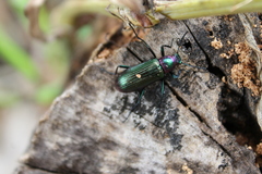 Strongylium auratum