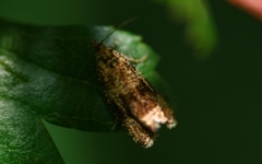 Syricoris