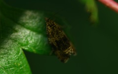 Syricoris
