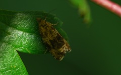 Syricoris
