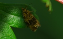 Syricoris