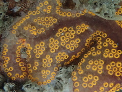 Botrylloides diegensis