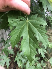 Acer