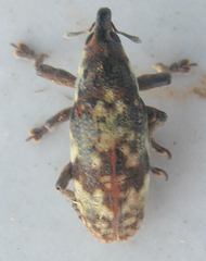 Hypolixus flavicornis