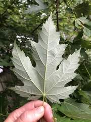 Acer