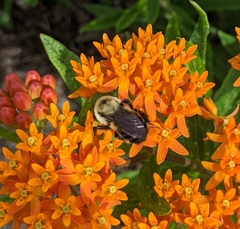 Bombus griseocollis
