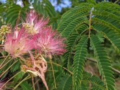 Albizia julibrissin