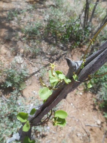 Ceropegia multiflora image